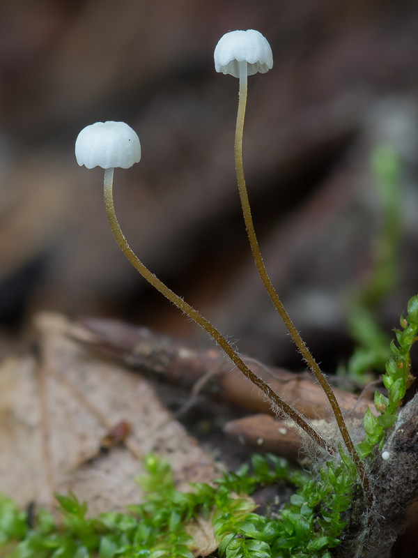 Marasmius setosus